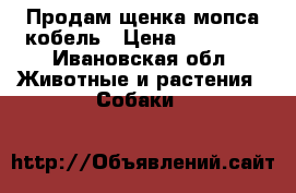 Продам щенка мопса кобель › Цена ­ 15 000 - Ивановская обл. Животные и растения » Собаки   